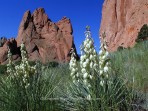 Garden of the Gods, yucca, Colorado Springs, Colorado, Sprin